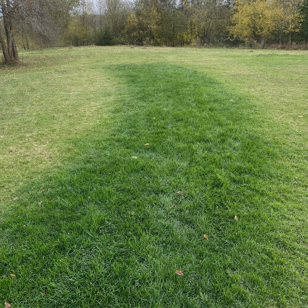 A soggy, unusually green patch of lawn over the drain field of a Columbia home, a sign the septic tank needs pumping